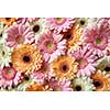 Fresh bright gerbera flowers. Floral background as layout for postcards for Mother's Day or March 8. Flat lay.