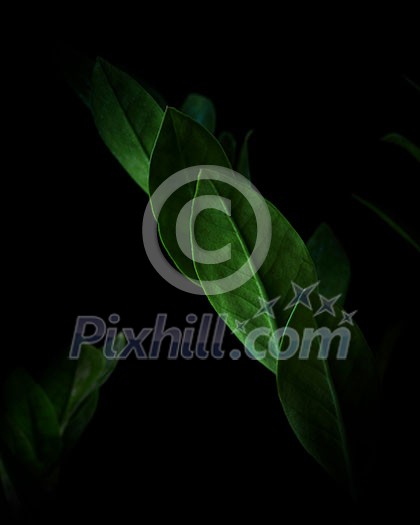 Natural background of Macro ficus leaves inside the black