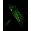 Natural background of Macro ficus leaves inside the black