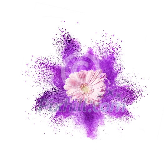 Pink gerbera flower and splash of ultraviolet powder on a white background. PANTONE Ultra Violet. Color of the Year 2018 Pantone Pink gerbera flower and splash of ultraviolet powder on a white background. PANTONE Ultra Violet. Color of the Year 2018 Pantone