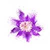 Pink gerbera flower and splash of ultraviolet powder on a white background. PANTONE Ultra Violet. Color of the Year 2018 Pantone