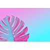 Tropical Jungle monster leaf on a ultra violet, pink and blue duotone summer background with space for text, flat lay
