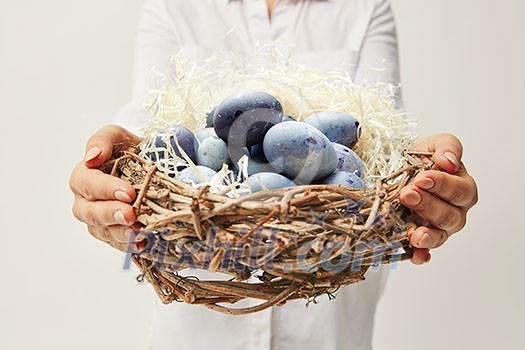 Nest with painted blue eggs, woman holding a nest of branches on a gray background. Easter post card