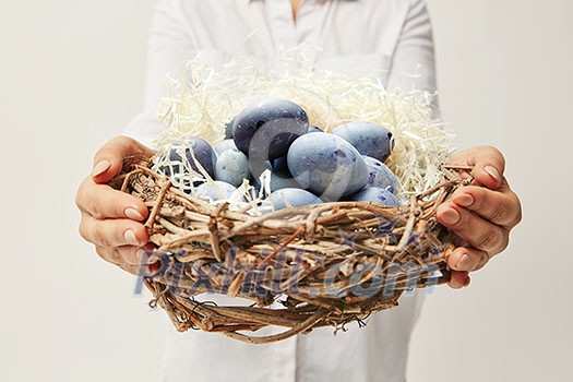 Nest with painted blue eggs, woman holding a nest of branches on a gray background. Easter post card Nest with painted blue eggs, woman holding a nest of branches on a gray background. Easter post card