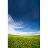 lovely summer field with blue sky