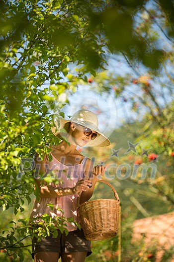 Young woman up on a ladder picking plums from aplum tree on a lovely sunny summer day Young woman up on a ladder picking plums from aplum tree on a lovely sunny summer day