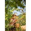 Young woman up on a ladder picking plums from aplum tree on a lovely sunny summer day