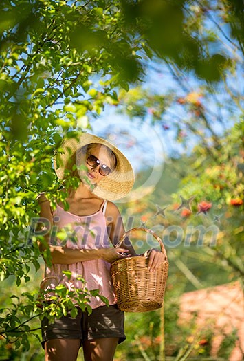 Young woman up on a ladder picking apples from an apple tree on a lovely sunny summer day Young woman up on a ladder picking apples from an apple tree on a lovely sunny summer day