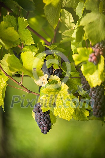 Large bunches of red wine grapes hang from an old vine in warm afternoon light Large bunches of red wine grapes hang from an old vine in warm afternoon light