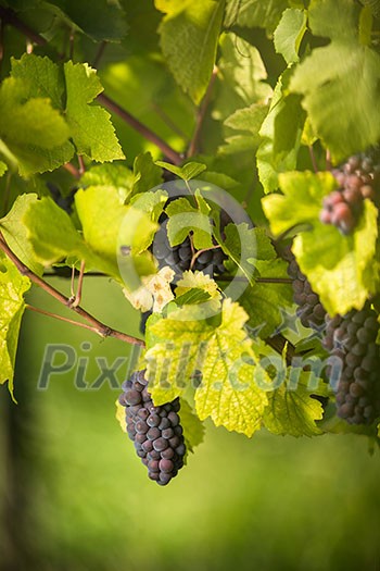 Large bunches of red wine grapes hang from an old vine in warm afternoon light