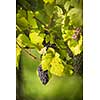 Large bunches of red wine grapes hang from an old vine in warm afternoon light