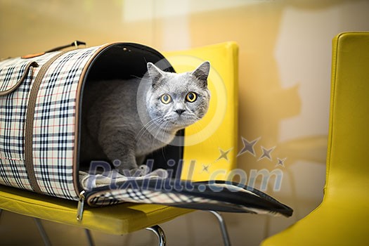 Cat in a veterinary clinic. Feline patient waiting in the waiting room of a vet clinic Cat in a veterinary clinic. Feline patient waiting in the waiting room of a vet clinic