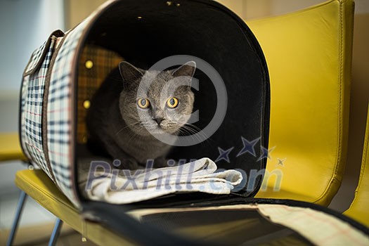 Cat in a veterinary clinic. Feline patient waiting in the waiting room of a vet clinic Cat in a veterinary clinic. Feline patient waiting in the waiting room of a vet clinic