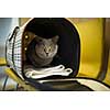 Cat in a veterinary clinic. Feline patient waiting in the waiting room of a vet clinic