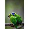 A pair of Rainbow Lorikeets fighting/playing/teasing each other on a tree branch (Trichoglossus haematodus)