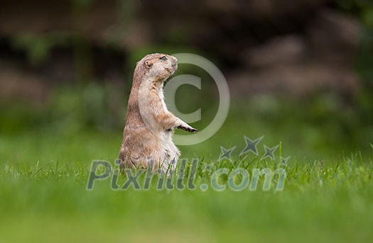 very cute black tailed prairie dog (Cynomys ludovicianus)