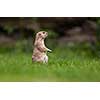 very cute black tailed prairie dog (Cynomys ludovicianus)