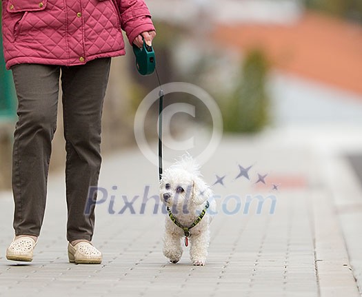 Senior woman walking her little dog on a city street; looking happy and relaxed (shallow DOF) Senior woman walking her little dog on a city street; looking happy and relaxed (shallow DOF)