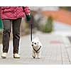 Senior woman walking her little dog on a city street; looking happy and relaxed (shallow DOF)