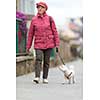 Senior woman walking her little dog on a city street; looking happy and relaxed (shallow DOF)