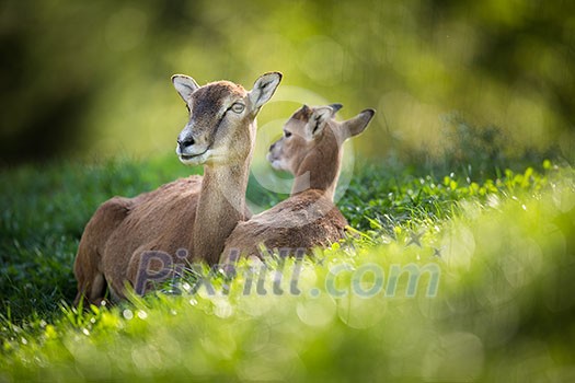 European mouflon (Ovis orientalis musimon) female with a youngster resting in green grass