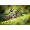 European mouflon (Ovis orientalis musimon) female with a youngster resting in green grass
