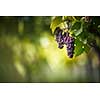 Large bunches of red wine grapes hang from an old vine in warm afternoon light