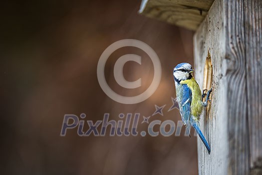 Blue tit Parus caeruleus on a bird house it inhabits - feeding the young. Shallow depth of field and background blurred Blue tit Parus caeruleus on a bird house it inhabits - feeding the young. Shallow depth of field and background blurred