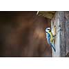 Blue tit Parus caeruleus on a bird house it inhabits - feeding the young. Shallow depth of field and background blurred