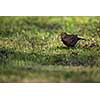 Female Common Blackbird (Turdus merula) eating a worm