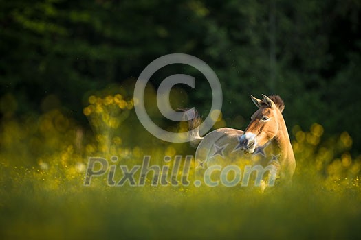 Przewalski horse grazing on a lovely meadow Przewalski horse grazing on a lovely meadow