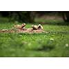 Black tailed prairie dogs (Cynomys ludovicianus)