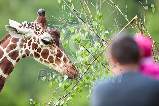 Giraffe (Giraffa camelopardalis) in a zoo with people watching it feed Giraffe (Giraffa camelopardalis) in a zoo with people watching it feed