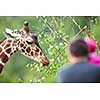 Giraffe (Giraffa camelopardalis) in a zoo with people watching it feed