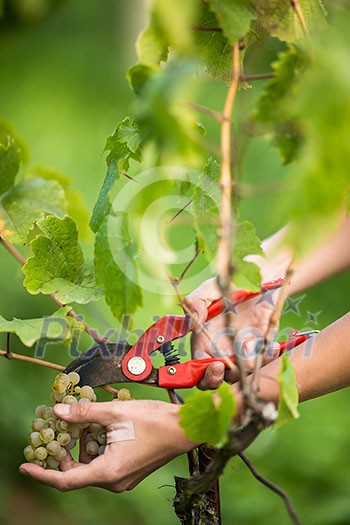 Hands of a female vintner harvesting white vine grapes (color toned image) Hands of a female vintner harvesting white vine grapes (color toned image)