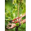 Hands of a female vintner harvesting white vine grapes (color toned image)