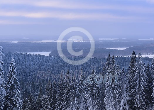 Snowy forest seen from above
