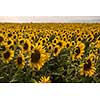 sunflower field on beautiful sunny summer day in provevce france