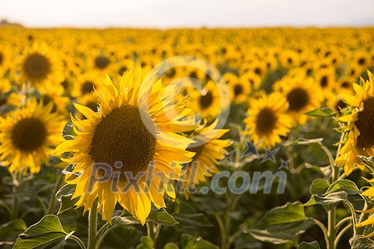 sunflower field on beautiful sunny summer day in provevce france
