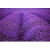 levender field  purple aromatic flowers  near valensole in provence france