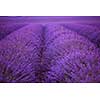 levender field  purple aromatic flowers  near valensole in provence france