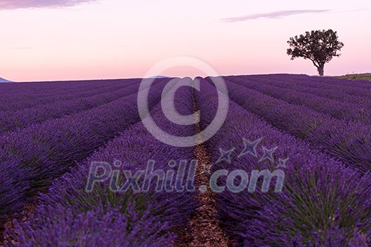 purple lavender flowers field with lonely tree valensole provence france