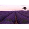 purple lavender flowers field with lonely tree valensole provence france