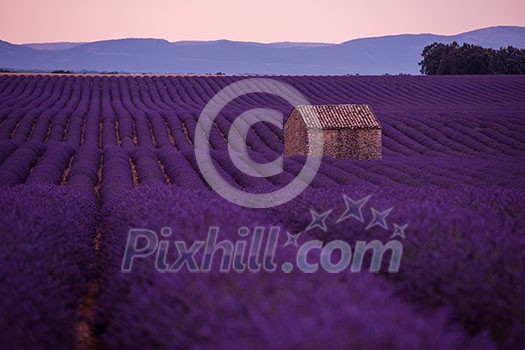 purple lavender flowers field with lonely old 
abandoned stone house  valensole provence france