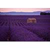 purple lavender flowers field with lonely old 
abandoned stone house  valensole provence france