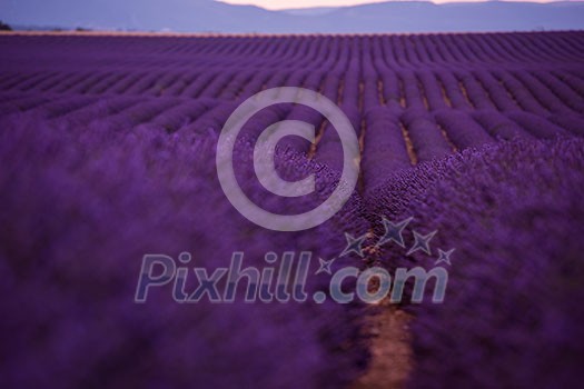 levender field purple aromatic flowers near valensole in provence france levender field purple aromatic flowers near valensole in provence france