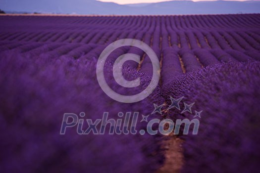 levender field  purple aromatic flowers  near valensole in provence france