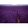 levender field  purple aromatic flowers  near valensole in provence france