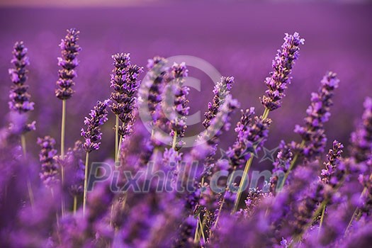 closeup purple lavender field blooming flower with sunlight flare in bacground nature calm scene closeup purple lavender field blooming flower with sunlight flare in bacground nature calm scene