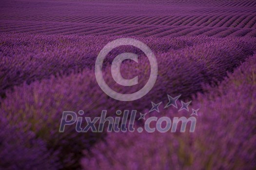 levender field purple aromatic flowers near valensole in provence france levender field purple aromatic flowers near valensole in provence france